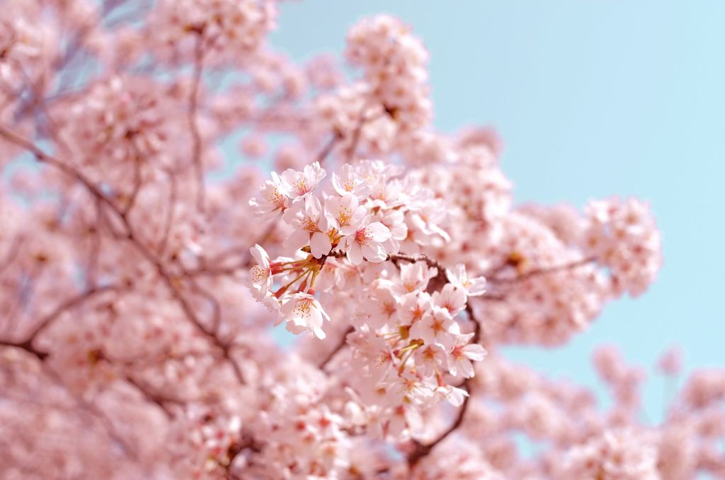 ピンク色の花